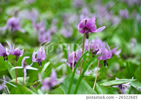 Katakuri花 Katakuri花 26322685