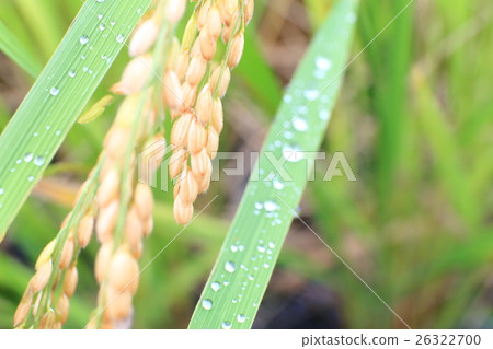 Fruit rice Fruit rice 26322700
