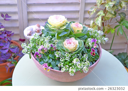 種植Habotan放在花園桌上 26323032