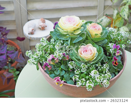 Planting habotan and pansies 26323124