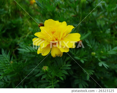 Yellow Flower Yellow Flower 26323125