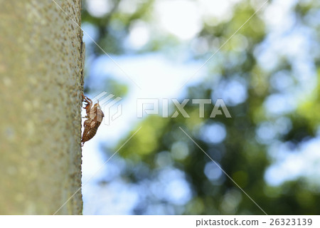 Shedding of a cicada stuck in a tree Shedding of a cicada stuck in a tree 26323139