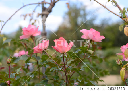 Jartin de France Jartin de France 26323213