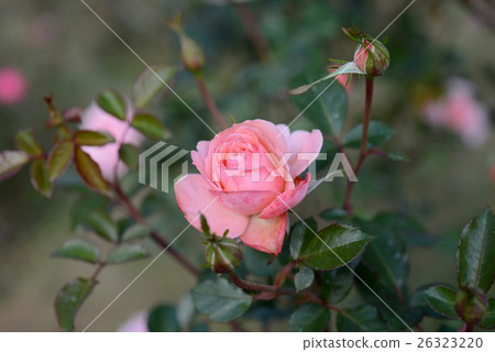 性感/ Lexy 性感/ Lexy 26323220