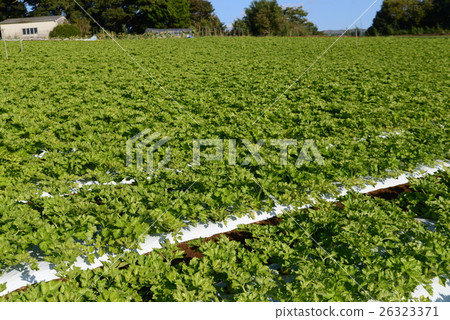 Celery field 26323371