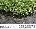 Watercress 26323373