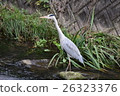 Heron 26323376