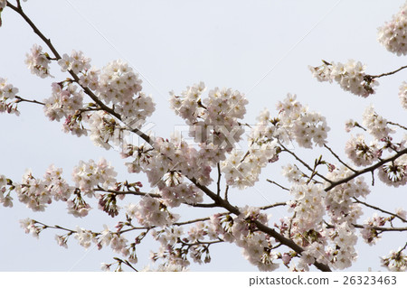 Cherry Blossoms Cherry Blossoms 26323463