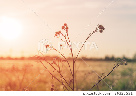 dry bur on rural field in sunset light 26323551
