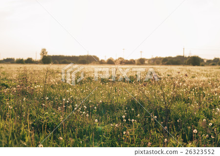 white dandelions on rural field in sunny day 26323552
