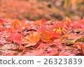Autumn leaves 26323839