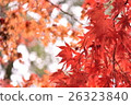 Autumn leaves 26323840