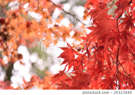 Autumn leaves Autumn leaves 26323840