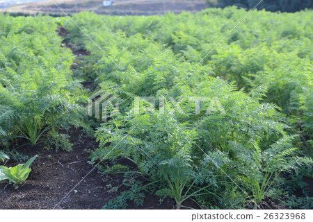 Carrot field 26323968