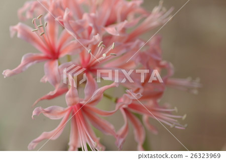 Nerine Nerine 26323969