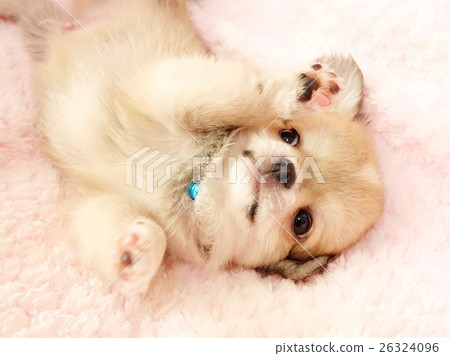 Chihuahua puppy Chihuahua puppy 26324096