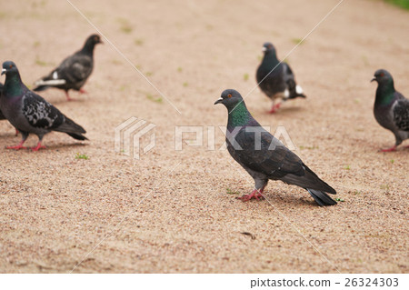many gray pigeons walking in the park 26324303