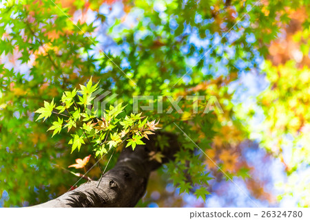 秋葉圖像 26324780