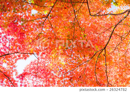 秋葉圖像 26324782