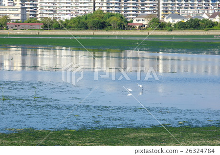 Yatsu潮汐平 26324784
