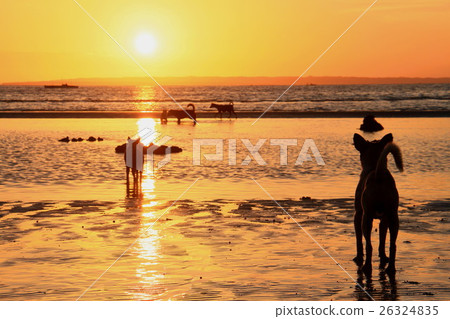 狗陳盯著日出 狗陳盯著日出 26324835