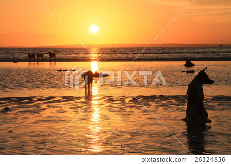 Sunrise and Doggy 26324836