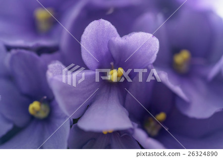 close up photo of beautiful violet viola flower 26324890