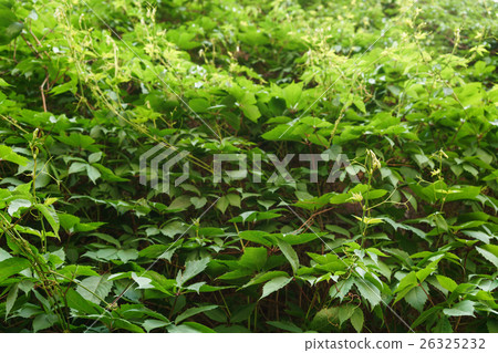 climbing plant on brisk wall very dense 26325232