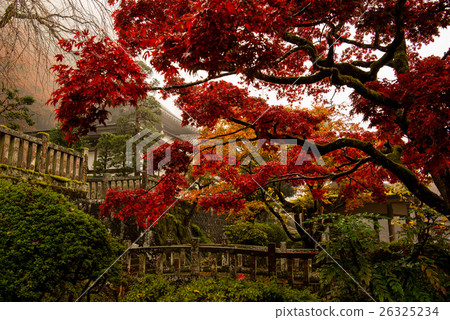 Leonard's Sawamoniji 26325234