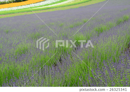 Lavender field Lavender field 26325341