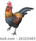 Chicken 26325483