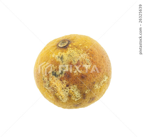 rotten Lemon fruit isolated on white background rotten Lemon fruit isolated on white background 26325639