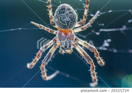Big arachnid spider in its spiderweb waiting Big arachnid spider in its spiderweb waiting 26325724