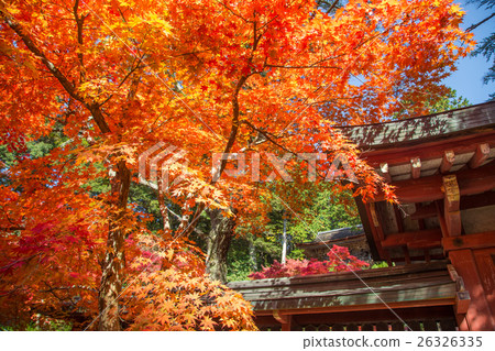 The autumn leaves of Kyoto Kaohsiung and Jingoji Temple 26326335