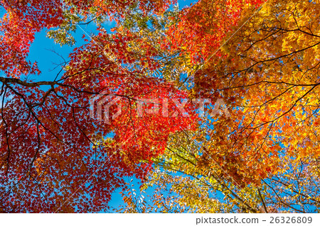 Autumn leaves on the shore of Yamanaka Autumn leaves on the shore of Yamanaka 26326809