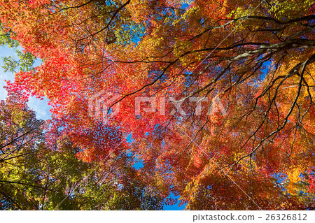 在Yamanaka岸的秋葉 26326812