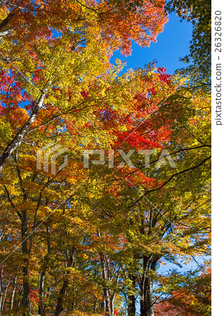Autumn leaves on the shore of Yamanaka 26326820