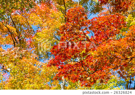 在Yamanaka岸的秋葉 26326824