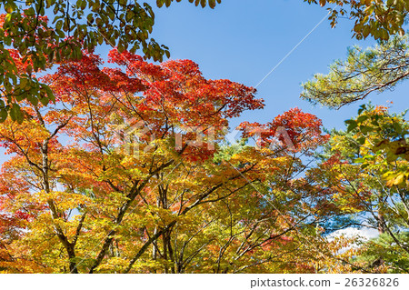 Autumn leaves on the shore of Yamanaka 26326826