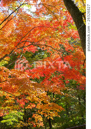 Autumn leaves on the shore of Yamanaka Autumn leaves on the shore of Yamanaka 26326827