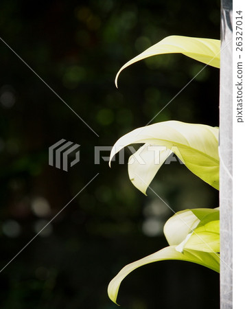 green plant leaves shallow depth of field garden 26327014