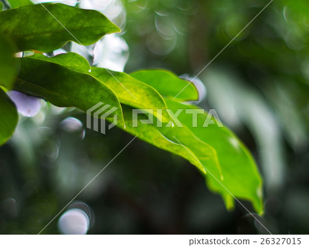 green plant leaves shallow depth of field garden green plant leaves shallow depth of field garden 26327015