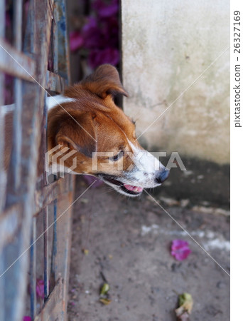 happy handsome young Jack Russel terrier dog happy handsome young Jack Russel terrier dog 26327169