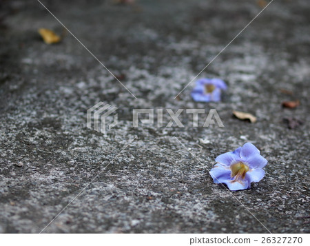 Blue trumpet vine, Thunbergia laurifolia home herb Blue trumpet vine, Thunbergia laurifolia home herb 26327270