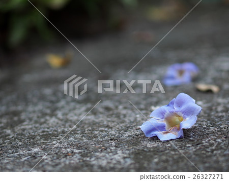Blue trumpet vine, Thunbergia laurifolia home herb Blue trumpet vine, Thunbergia laurifolia home herb 26327271