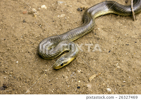 Natrix Maura snake 26327469