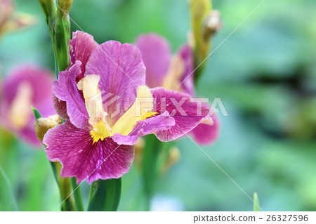 iris 26327596
