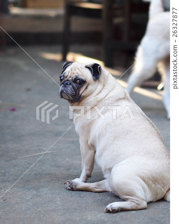 white fat cute pug dog playing around home garden white fat cute pug dog playing around home garden 26327877