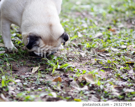 white pug dog playing around in green grass garden 26327945