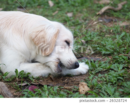 lovely funny white cute fat compact size puppy dog lovely funny white cute fat compact size puppy dog 26328724